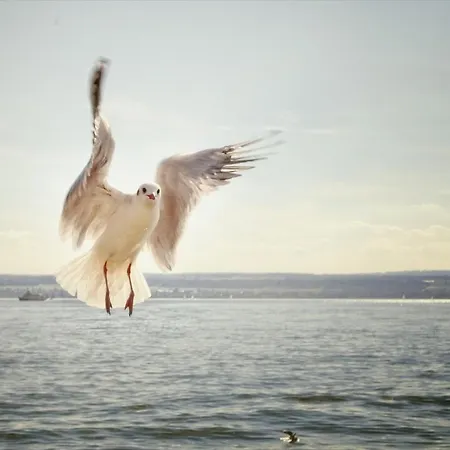 Jaulneau Apartamento