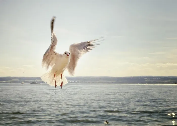 Jaulneau Appartement